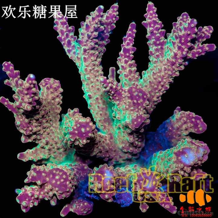你见过最美的珊瑚是怎样的 知乎 你见过最美的珊瑚是怎样的 知乎
