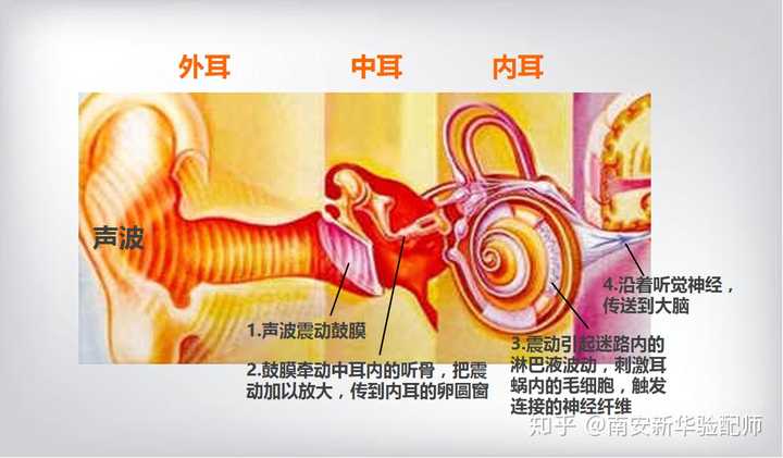人的耳朵内耳有哪些生理结构和功能?
