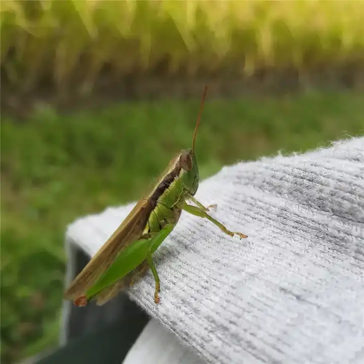 十月,蚂蚱在稻田里飞跑