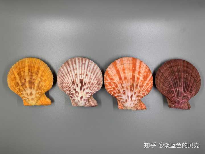 作为贝壳收藏爱好者是种怎样的体验? - 知乎