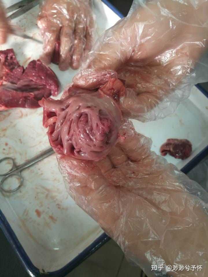 前几周做实验,老师让切猪心,臭死.