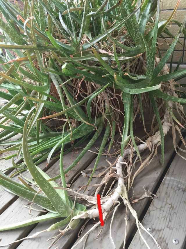 放阳台的芦荟成精了,请问这是什么品种?要怎么分株?