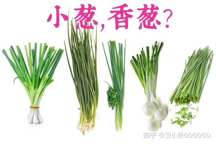 大葱,小葱,京葱,香葱,洋葱,红葱头,韭菜,大蒜,它们之间有什么联系? - 知乎