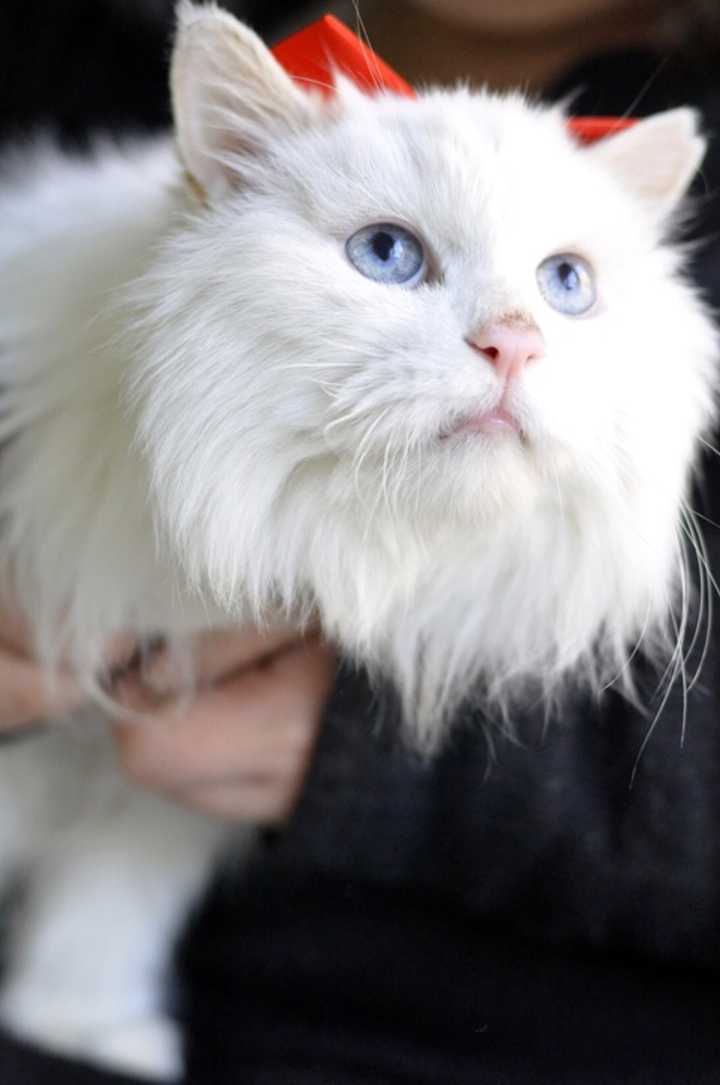 猫死了 人活着是痛苦吗 知乎 猫死了 人活着是痛苦吗 知乎