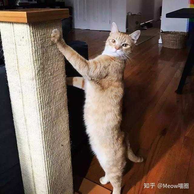 如何防止猫抓沙发 知乎