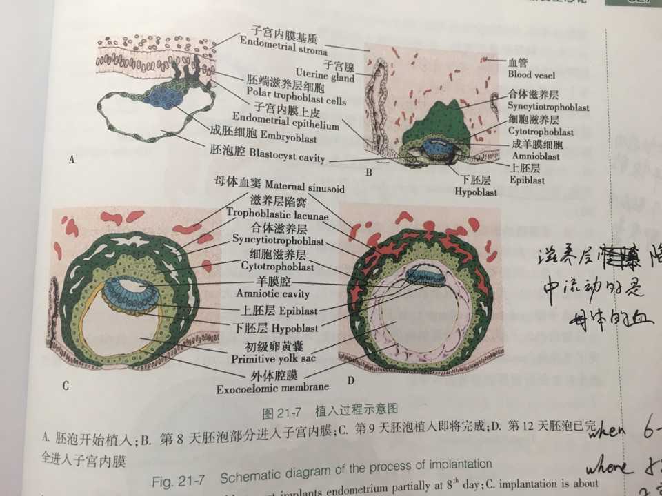 继续发育形成胚泡