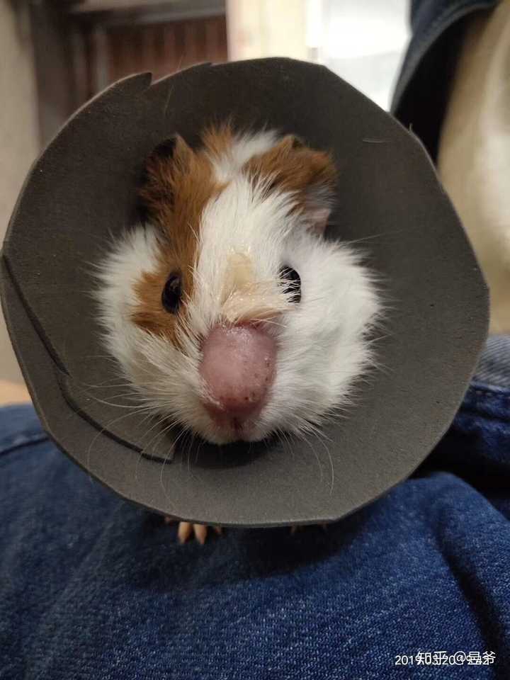 你家的豚鼠宝宝长什么样呢?