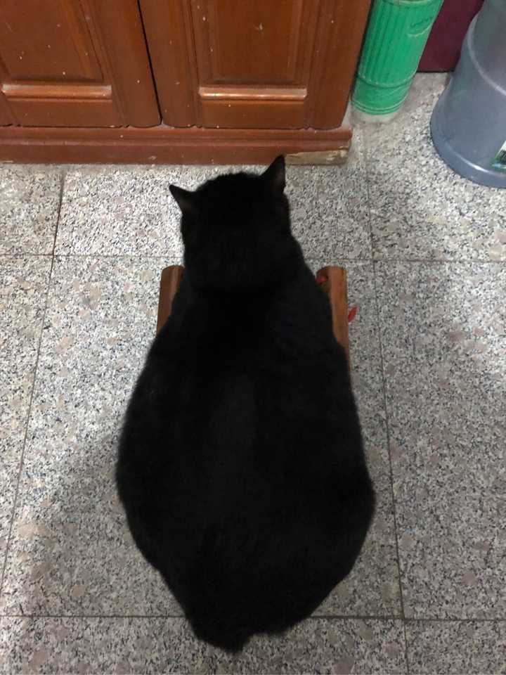不是黑猫 是黑猪