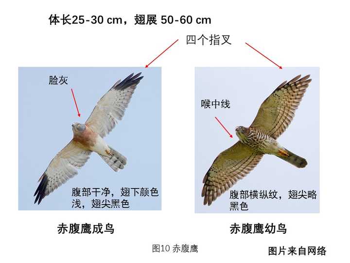 检查一下它的身体情况,如果没有问题的话,可以喂点水,条件允许可以再