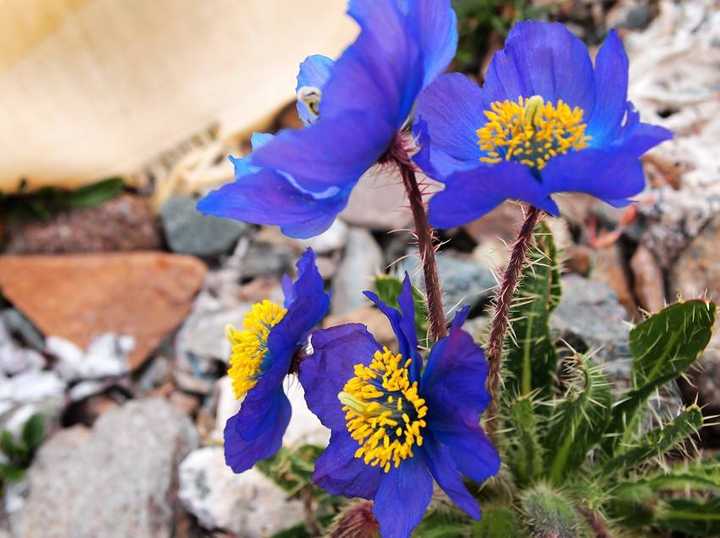 首先上我自己最爱的一个品种:绿绒蒿(meconopsis) 其实这是个属,下分