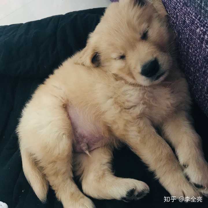 有哪些狗狗小奶狗时期和长大后的对比照片值得分享?