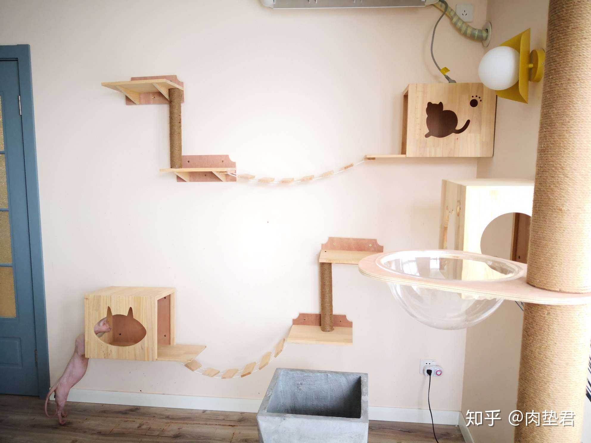 新装好的猫墙小朋友们还是很喜欢的