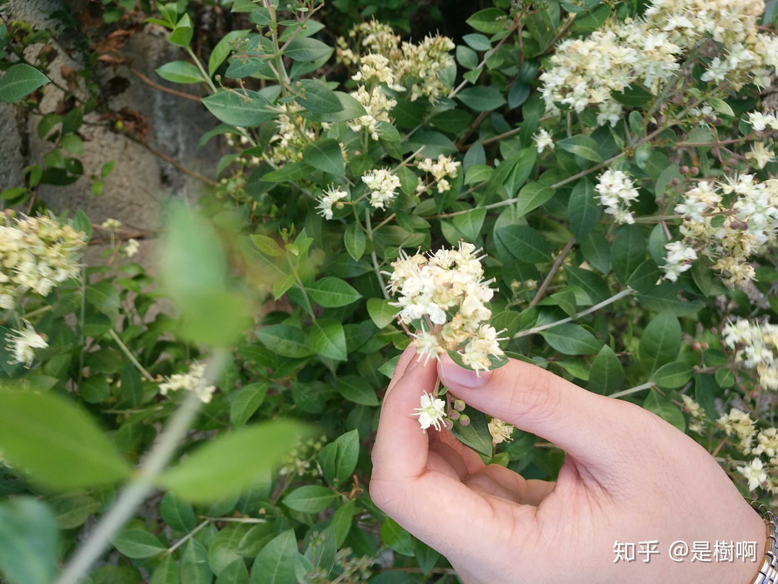 摄影 散沫花