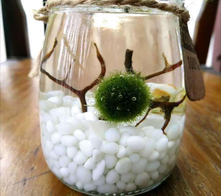 养marimo海藻球是一种怎样的体验?