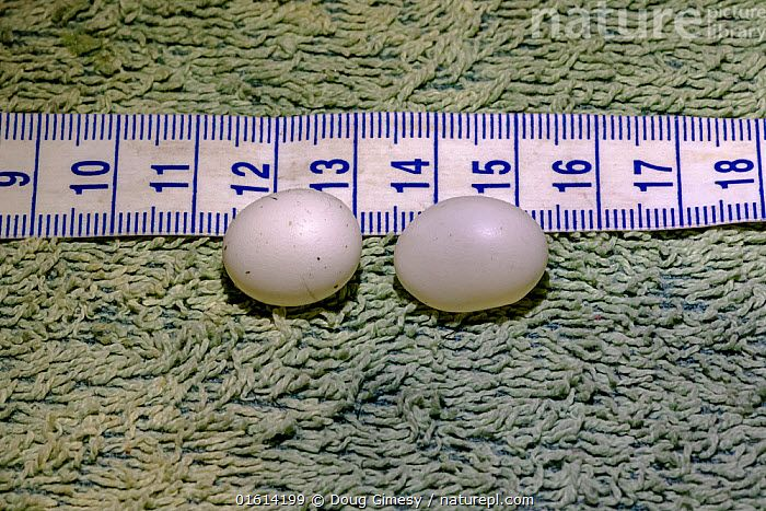 鸭嘴兽的蛋可以炒着吃吗