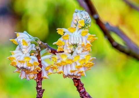 结香花 知乎