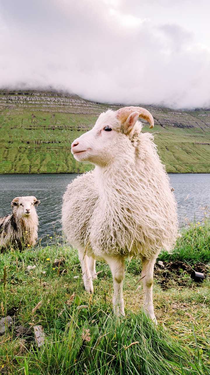 有没有可爱的小羊的壁纸 头像也行 周广恩的回答 知乎