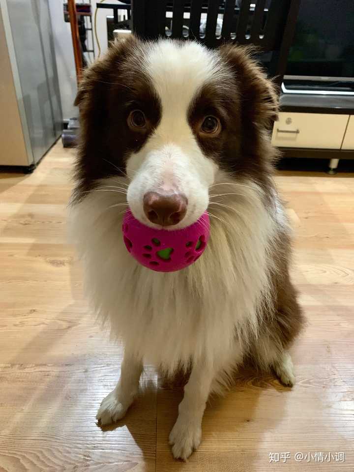 边牧幼犬多大才会听话不淘气.由恶魔变成天使?