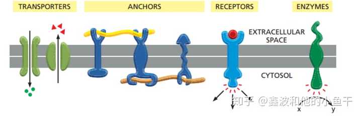 多次跨膜蛋白,为什么要跨膜很多次呢,有什么意义么?