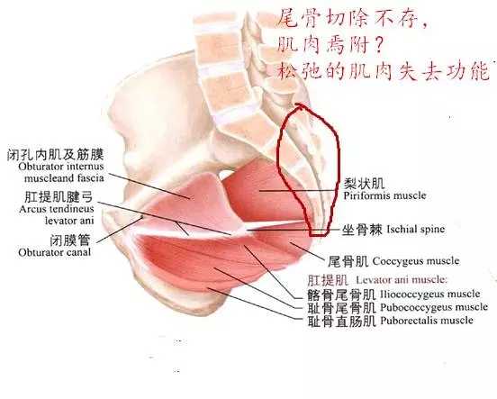 久坐如何避免尾椎疼 知乎