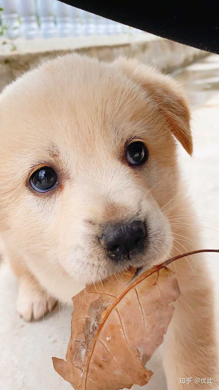 有哪些狗狗小奶狗时期和长大后的对比照片值得分享?