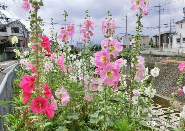 日语的葵 あおい 到底是什么植物 知乎