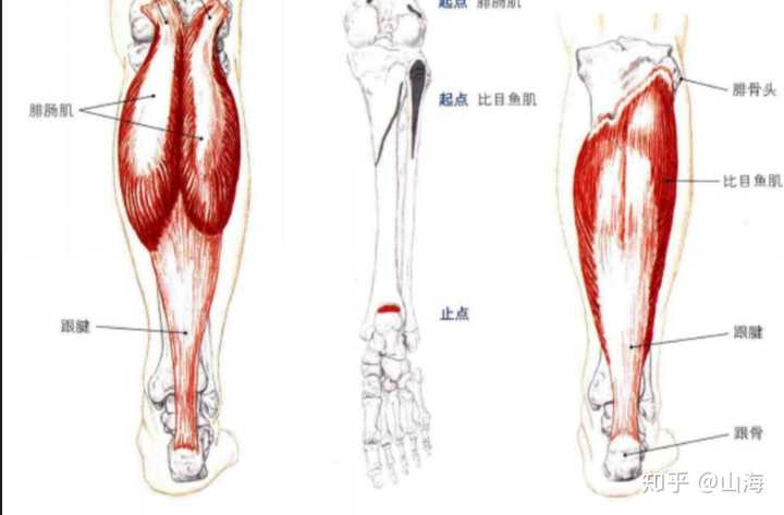 人体小腿三头肌,俗称跟腱,即腓肠肌和比目鱼肌的肌腹下端移行的腱性
