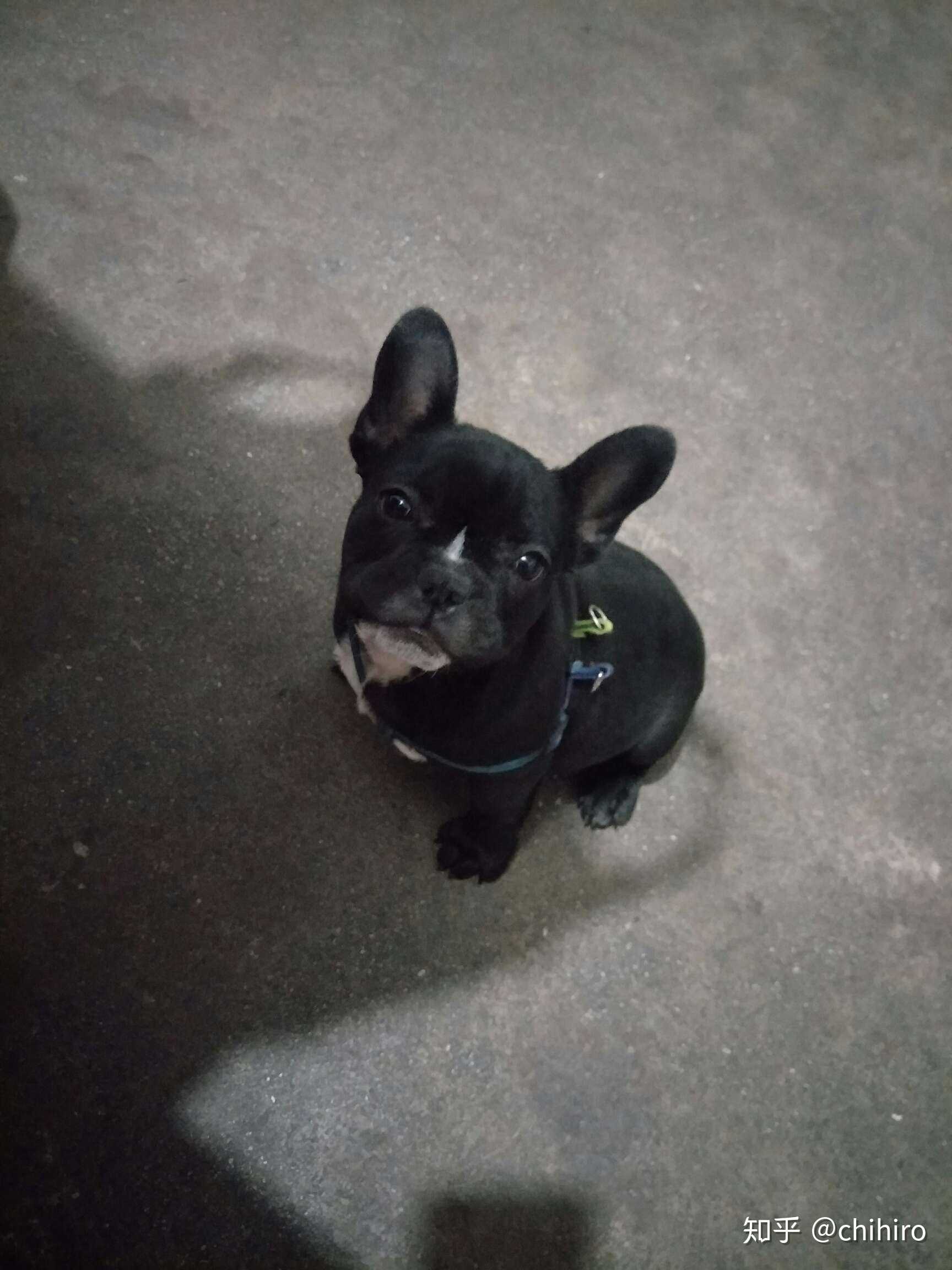 chihiro 的想法: 希望大家保护好我们的狗狗,不要让它们被… - 知乎