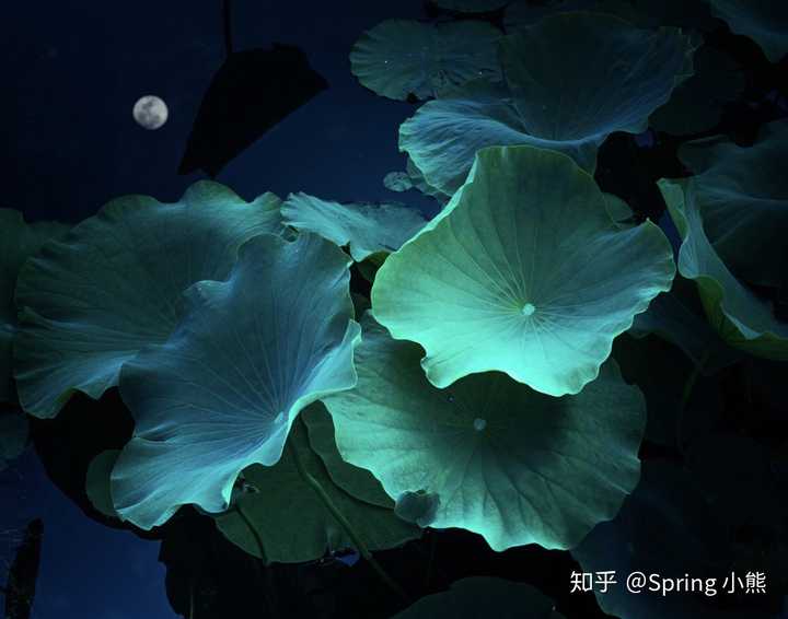 利用平静的水面,倒影出奇效,尤其是水中还有些生动活泼的内容.