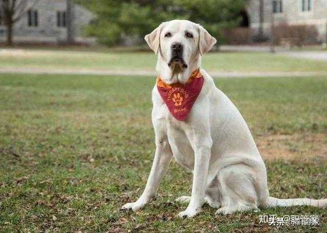 如何看待8岁治疗犬获博士学位 知乎