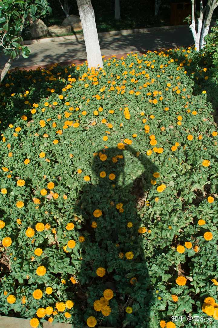 如何评价适马 sd15 这款相机?有哪些优点和不足?