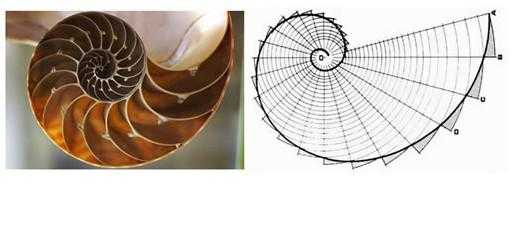 鹦鹉螺的黄金曲线