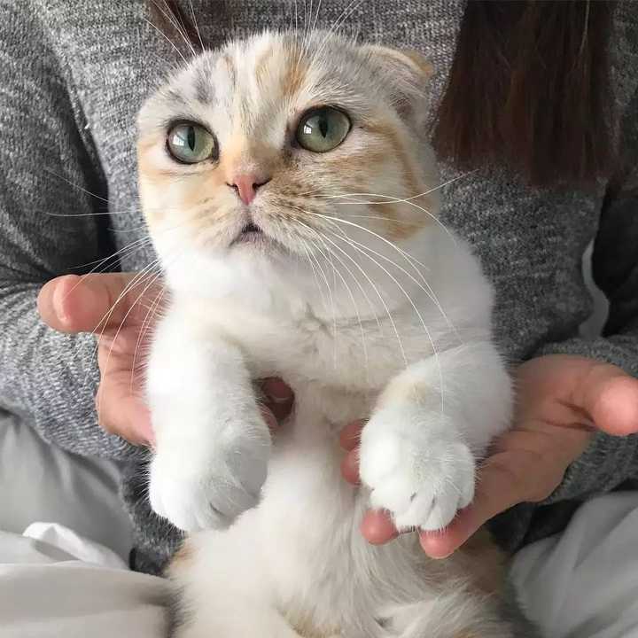 猫的胡子是干嘛用的 知乎 猫的胡子是干嘛用的 知乎