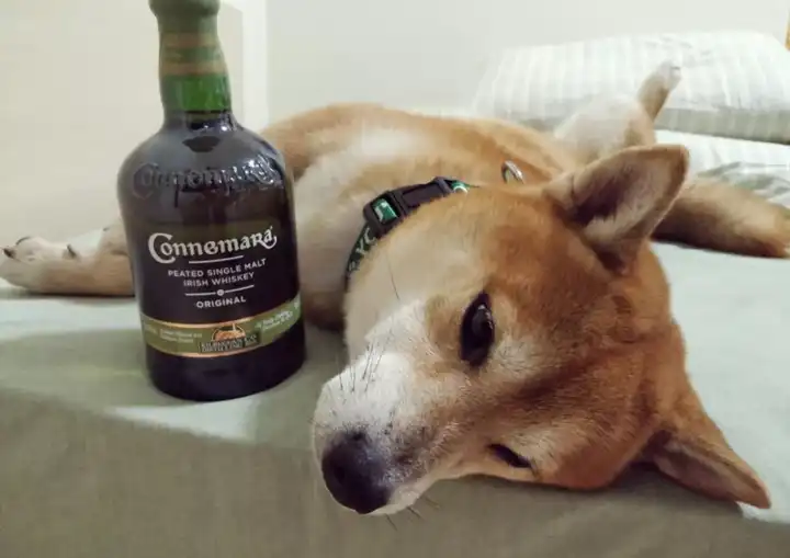 威士忌什么味道以及该怎么喝