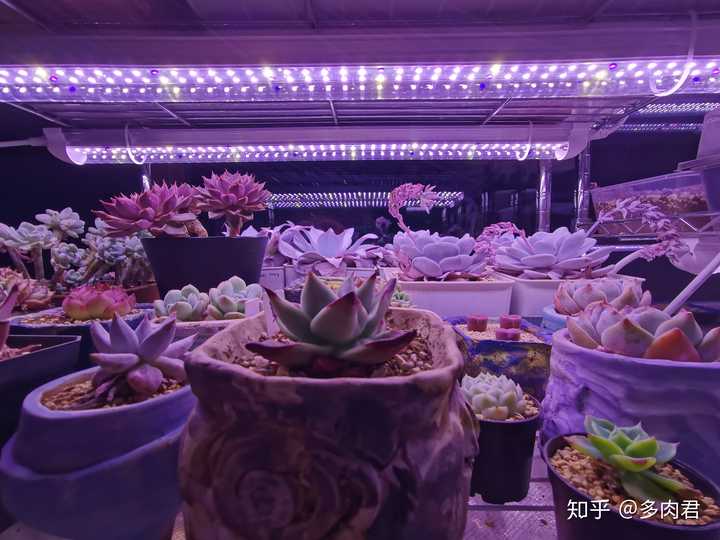 现在淘宝上多肉植物的补光灯靠谱吗 知乎