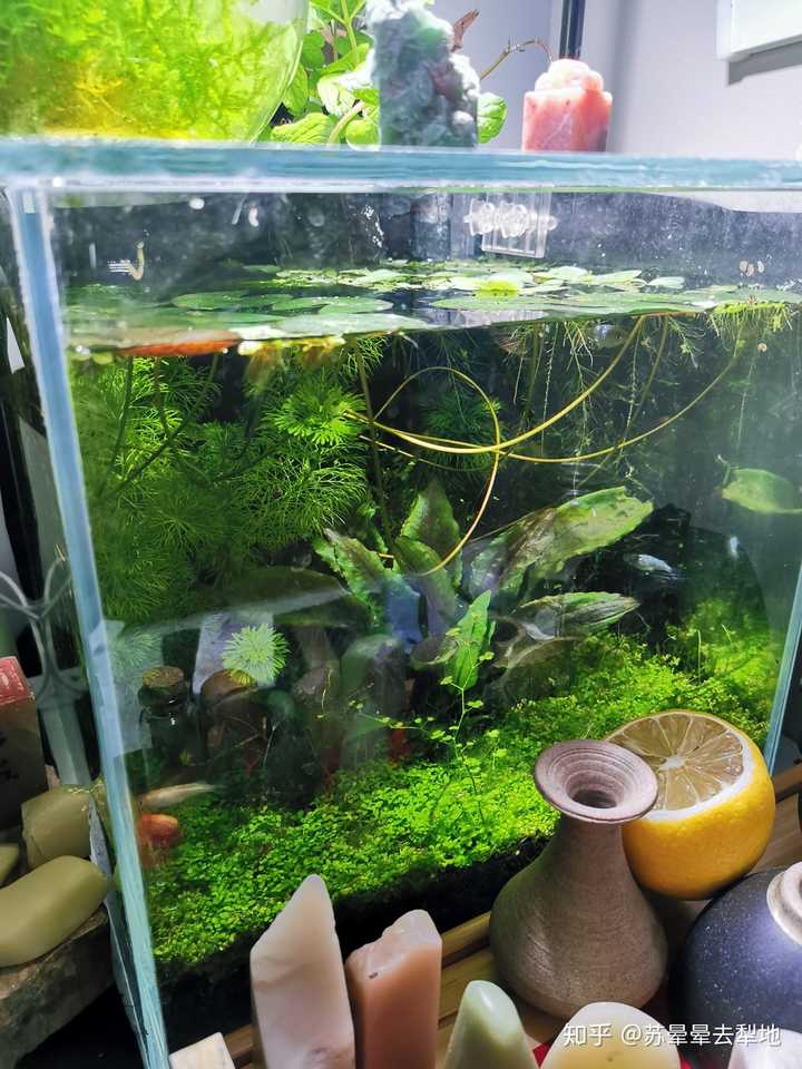 新手想在宿舍弄個迷你缸養魚,有可能嗎?