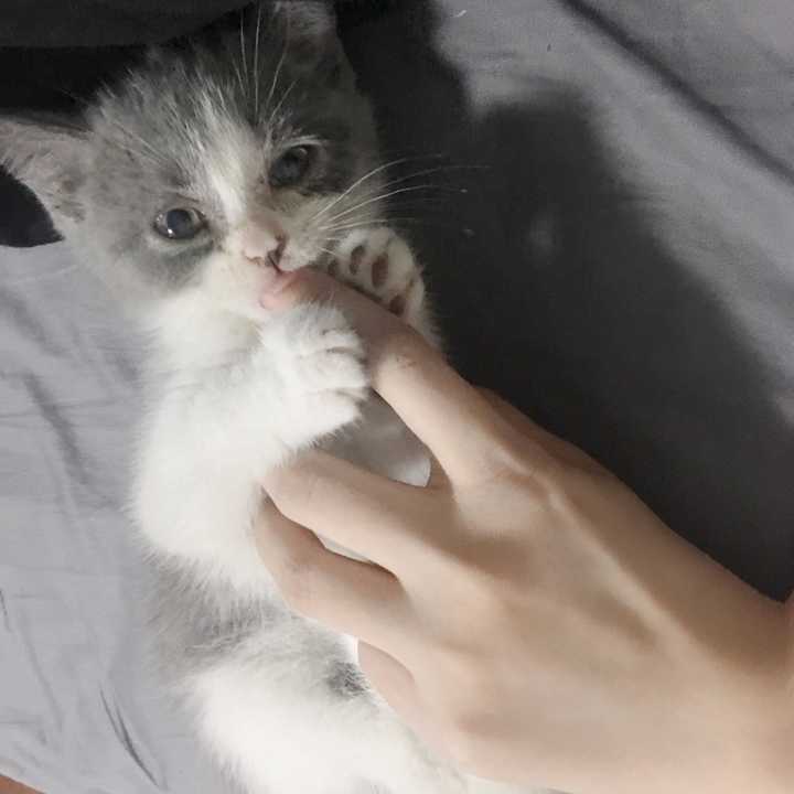 家的猫看到手也喜欢抓着咬 并不会受伤 而且它会啃我的手指睡着
