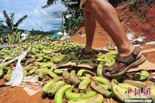 香蕉滞销 农民用香蕉喂猪 海南