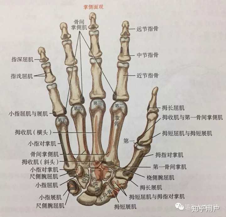 如何给幼儿园的孩子解释为什么人的大拇指是两节其他手指都是三节