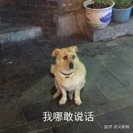 有没有让朋友圈人气暴涨的沙雕文案?