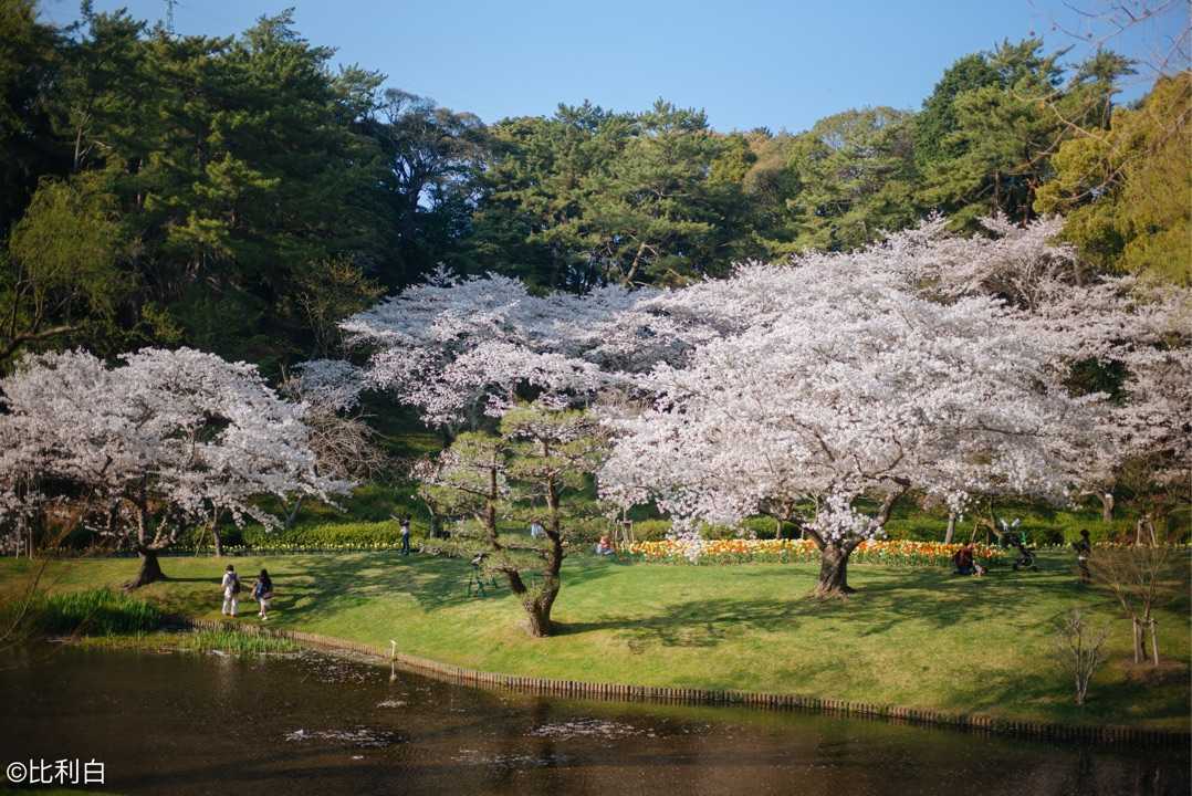 静冈县滨松市滨名湖 flower park