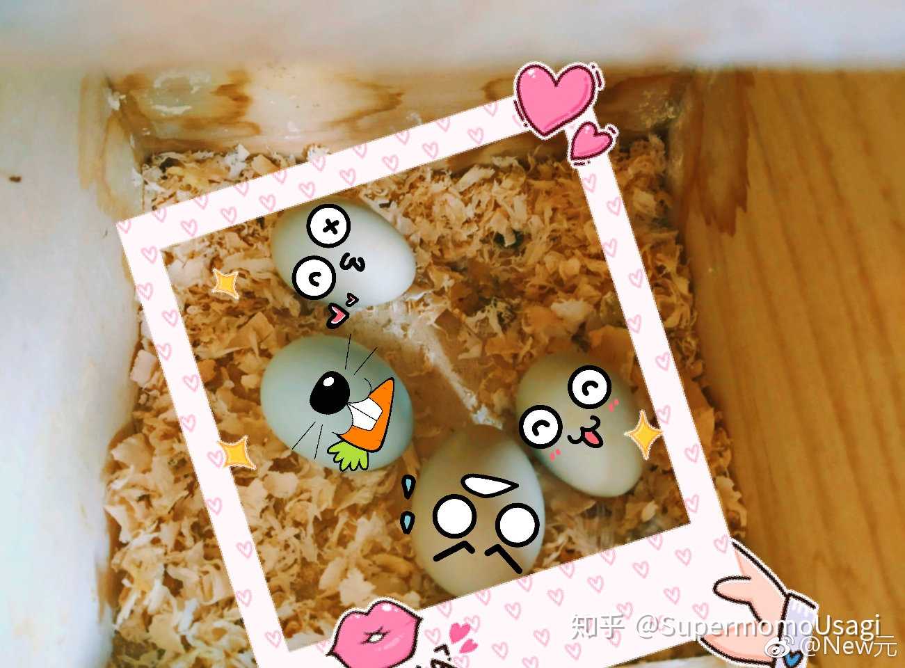 new元)四枚蓝胸鹌鹑蛋滴冬日惬意… - 知乎