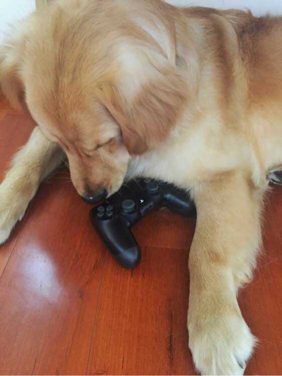 你看,索狗多可爱,我们为什么要黑它?