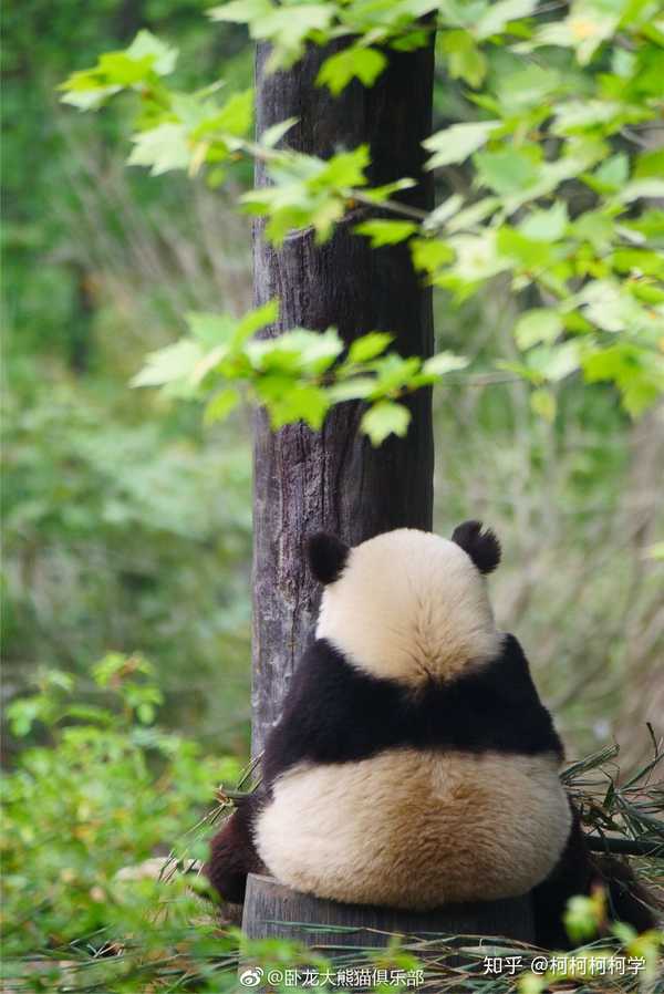 有哪些好看的手机壁纸会让你舍不得换掉?