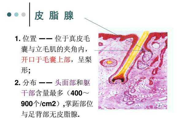 皮脂腺在皮肤哪一层图片