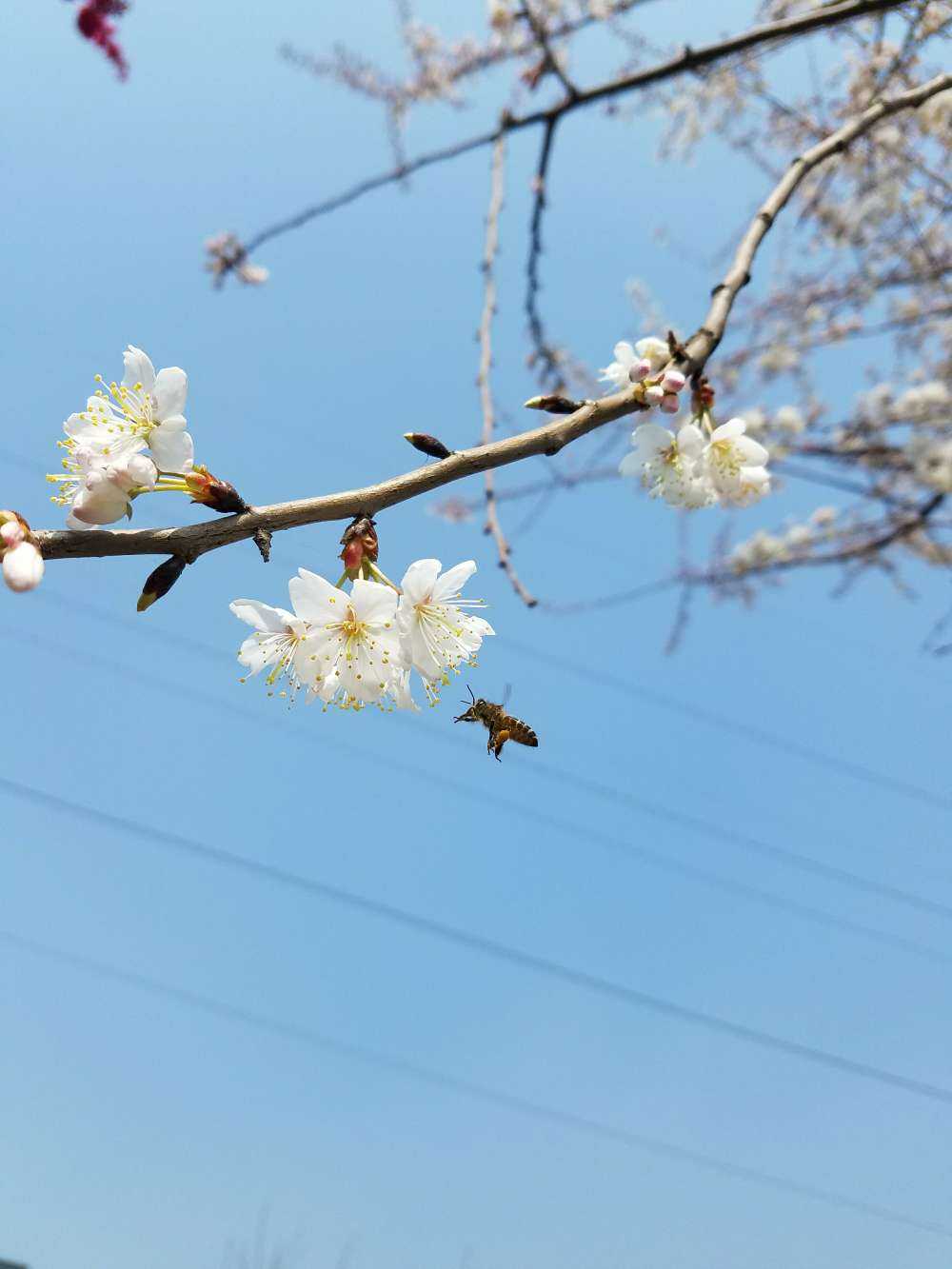 陌上花開,多暖之春.