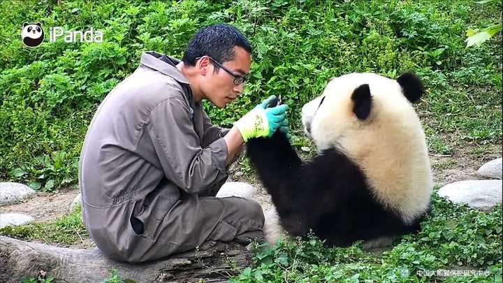 part2 老年熊篇 饲养员唐诚微博发的聊天记录截图.