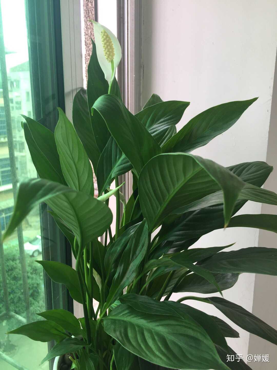 又认识了一种花卉"一帆风顺"～ 一帆风… - 知乎