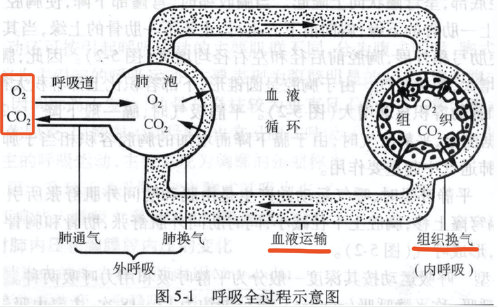 人体呼吸循环系统为什么n95口罩会降低血氧,影响脏腑健康