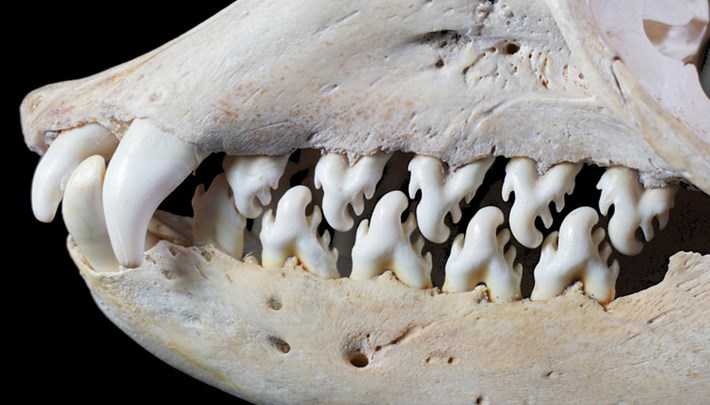 逆戟鲸牙齿图片